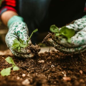 berkebun di rumah